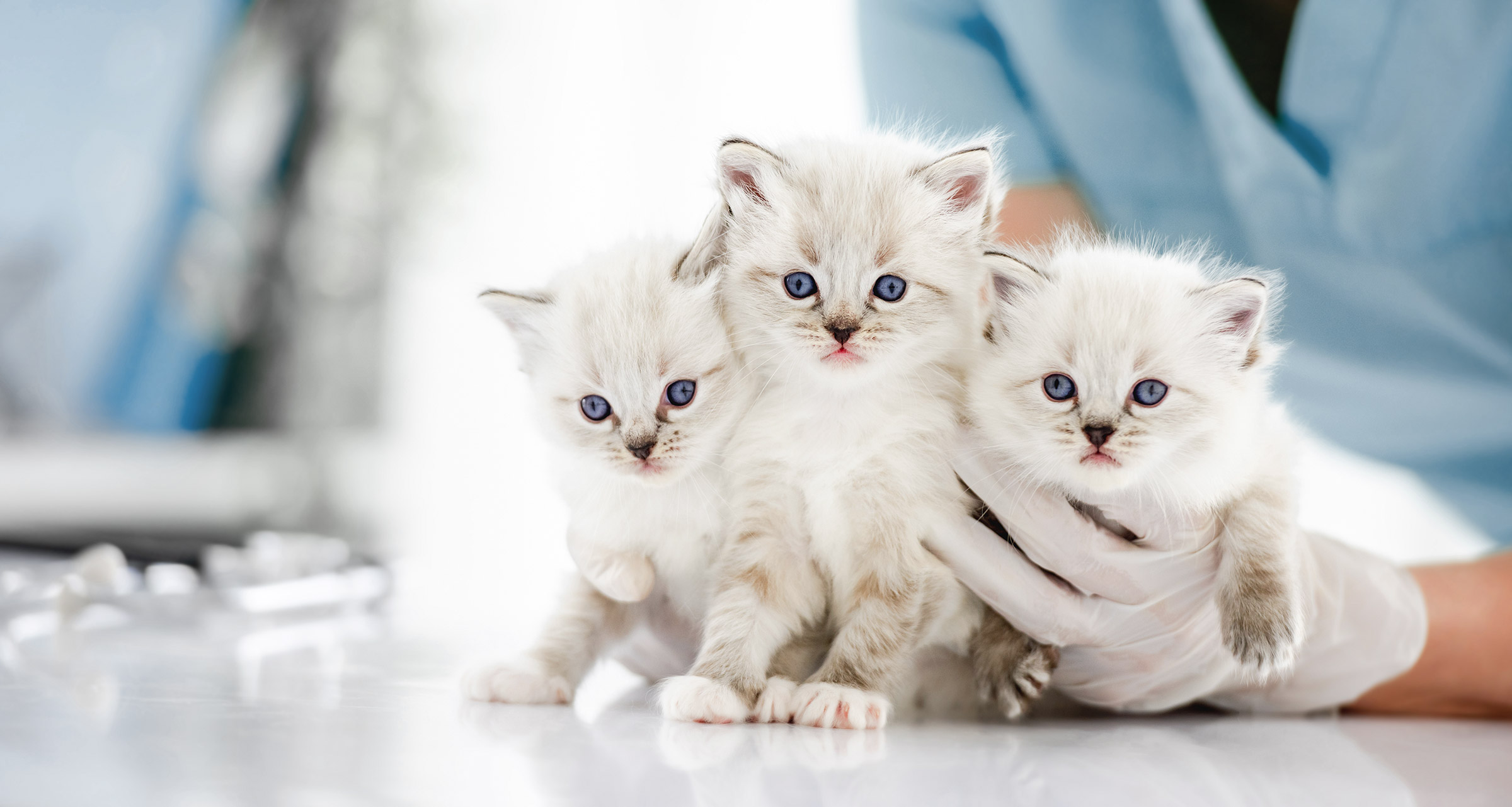 Thromboembolism in cats