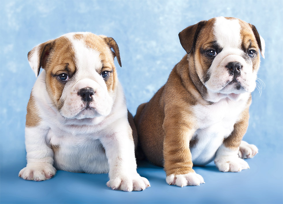 The most common ophthalmological problems of brachycephalic dog breeds